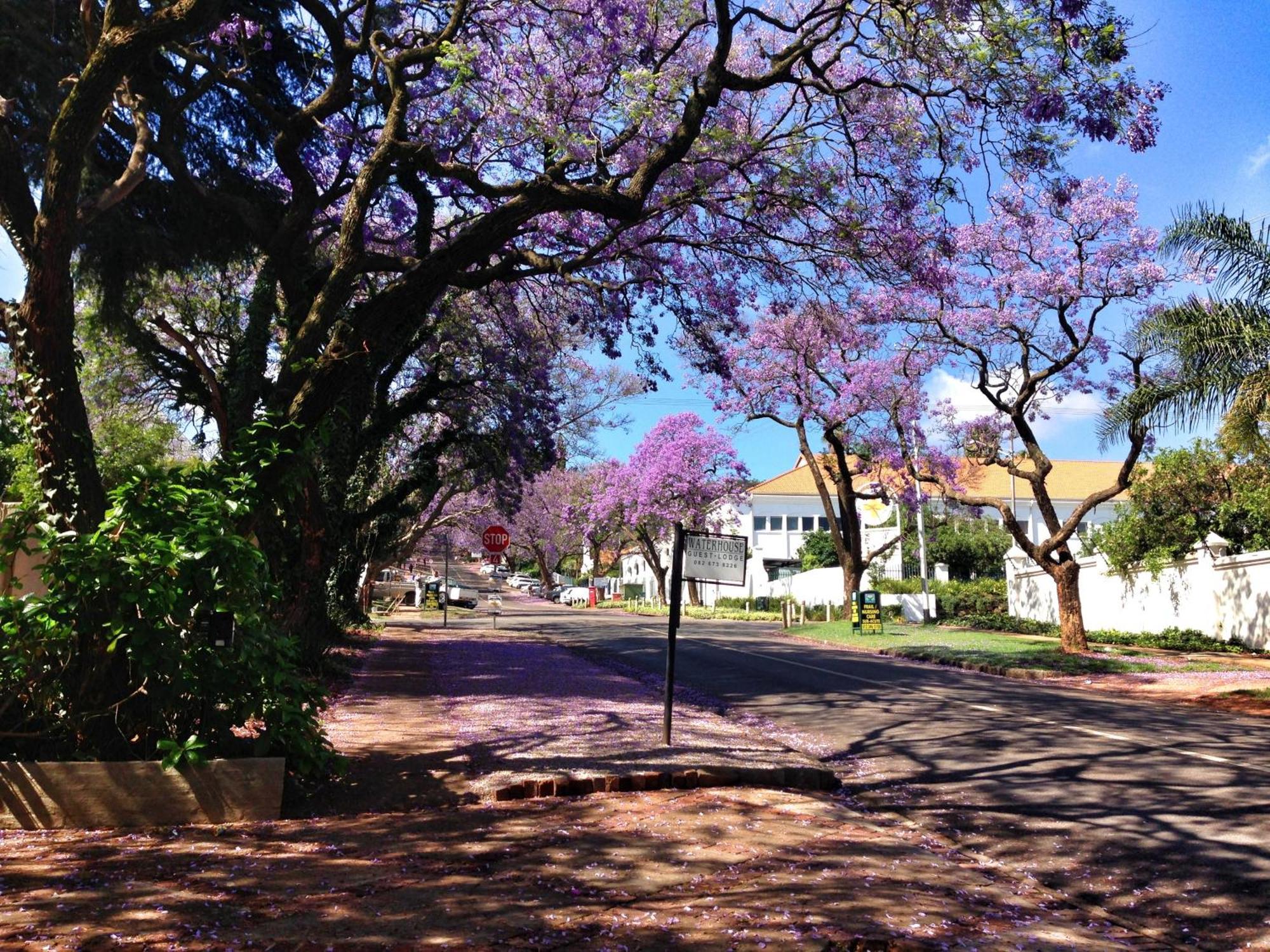 Waterhouse Guest Lodge In Muckleneuk Pretoria-Noord Exterior foto